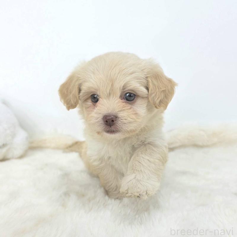 販売中の茨城県のミックス犬-421437の6枚目