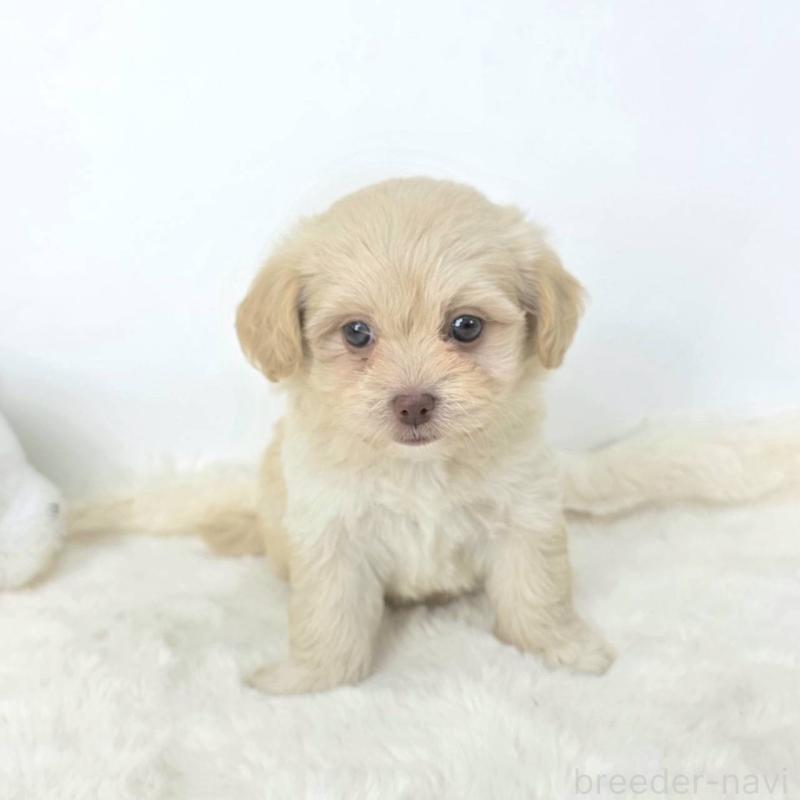 販売中の茨城県のミックス犬-421437の5枚目