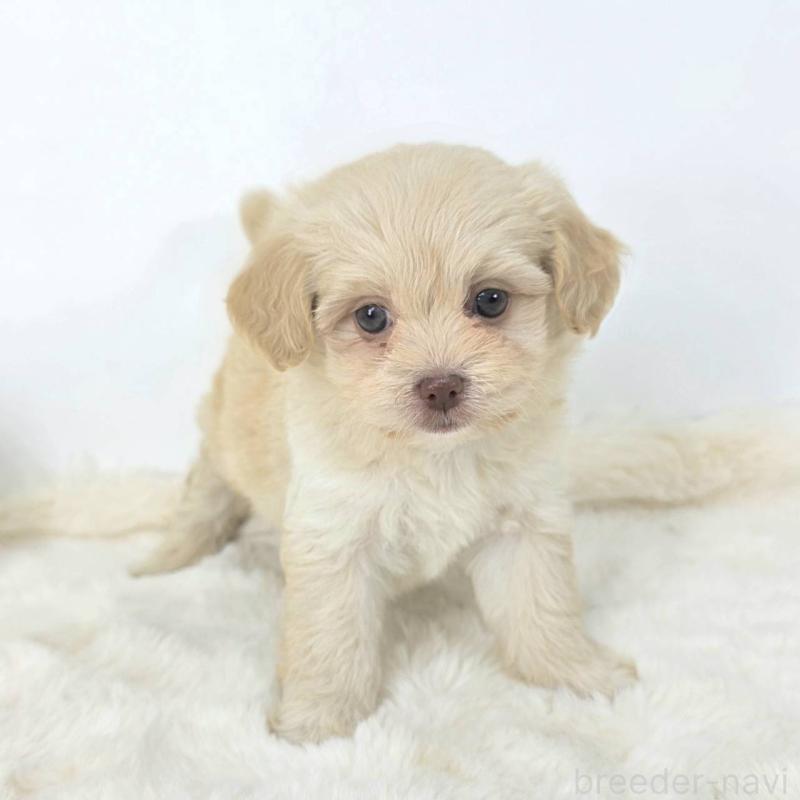 販売中の茨城県のミックス犬-421437の1枚目