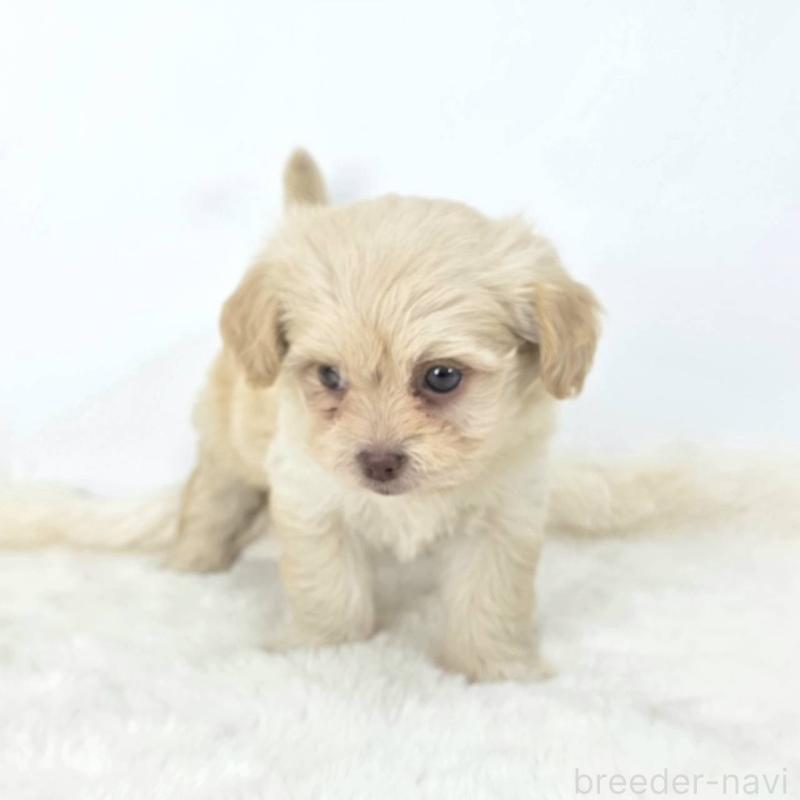 販売中の茨城県のミックス犬-421437の3枚目