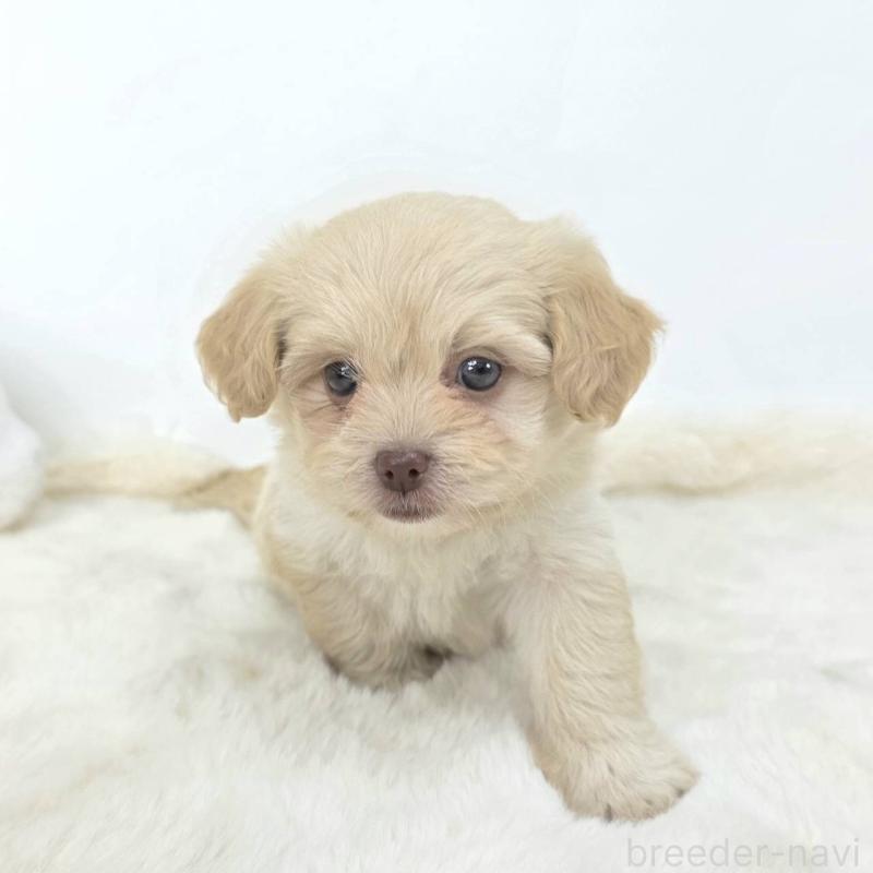 販売中の茨城県のミックス犬-421437の4枚目