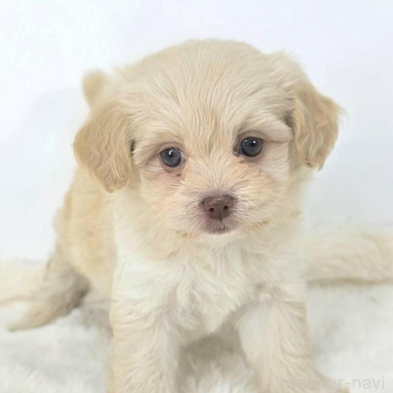 販売中の茨城県のミックス犬-421437の2枚目