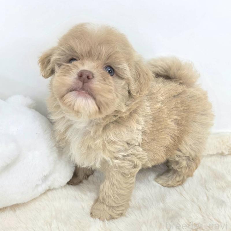販売中の茨城県のミックス犬-421439の1枚目