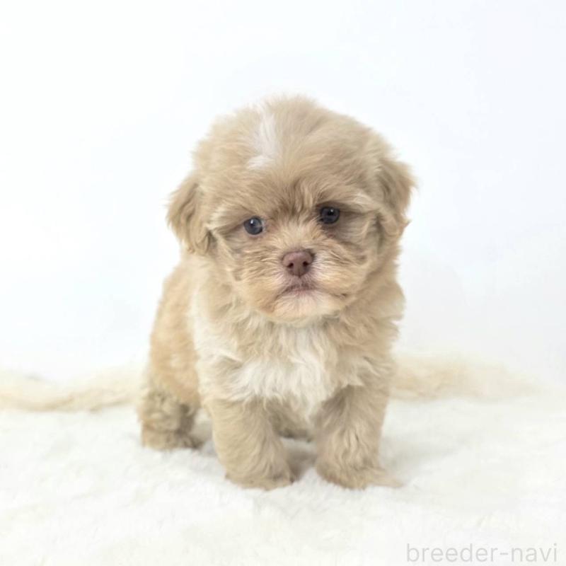 販売中の茨城県のミックス犬-421439の6枚目