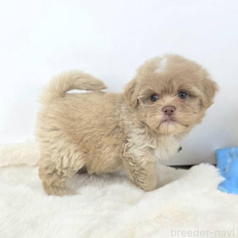 販売中の茨城県のミックス犬-421439の5枚目