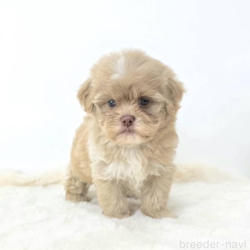 販売中の茨城県のミックス犬-421439の3枚目