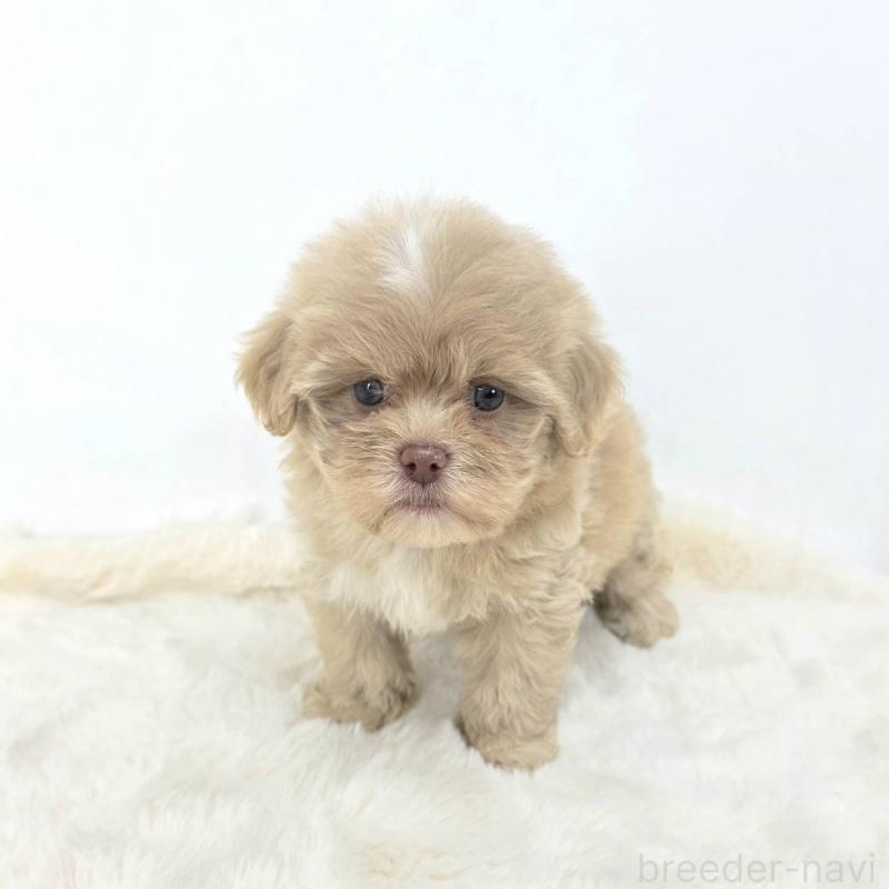 販売中の茨城県のミックス犬-421439の4枚目