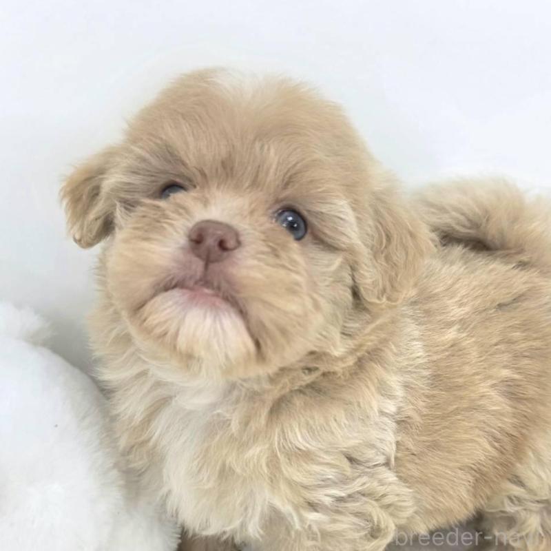 販売中の茨城県のミックス犬-421439の2枚目