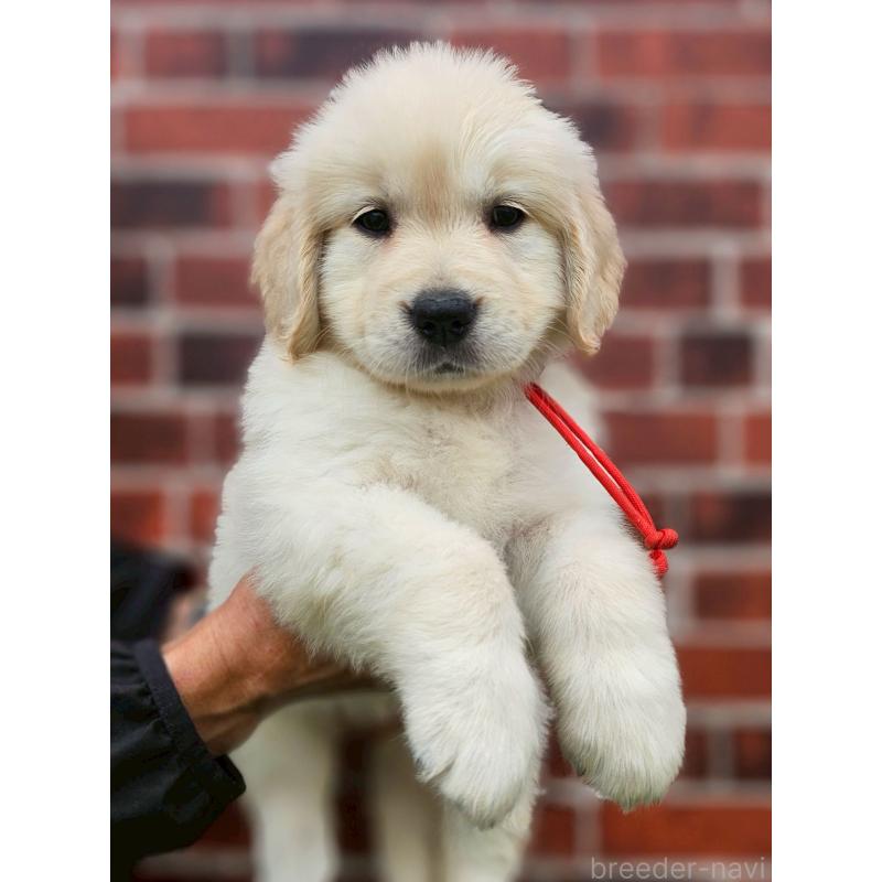 成約済の長野県のゴールデンレトリーバー-418572の7枚目