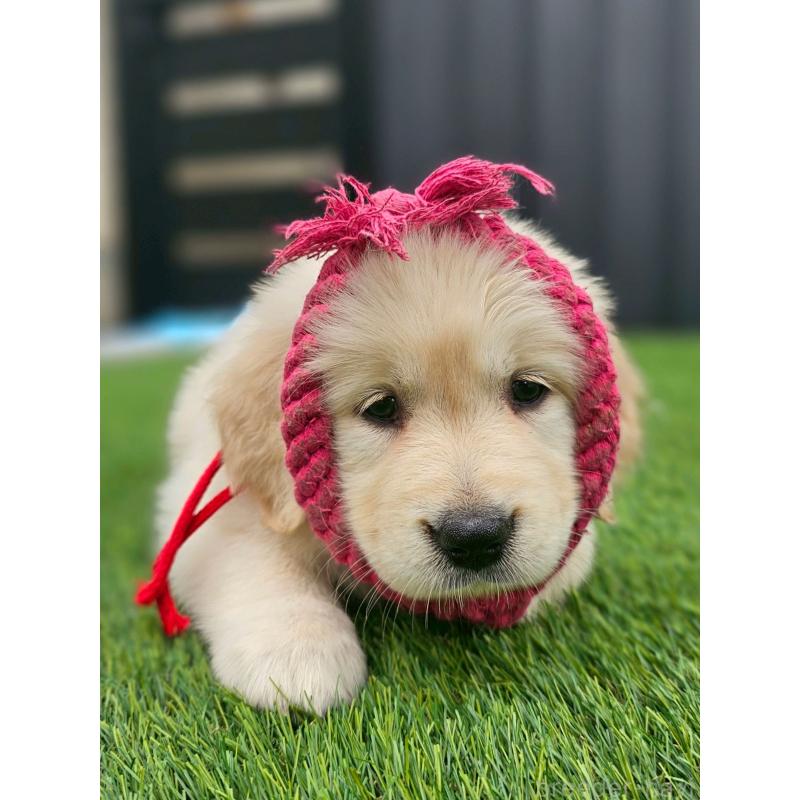 成約済の長野県のゴールデンレトリーバー-418572の5枚目