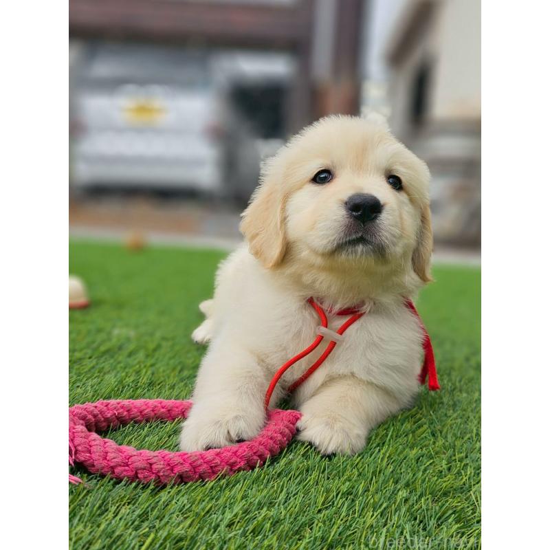 成約済の長野県のゴールデンレトリーバー-418572の4枚目