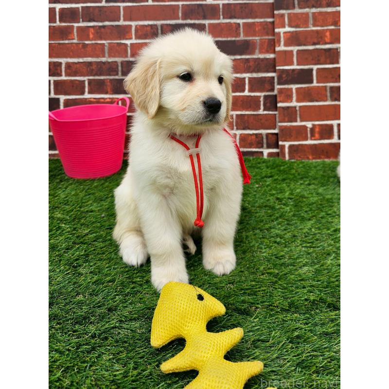 成約済の長野県のゴールデンレトリーバー-418572の3枚目