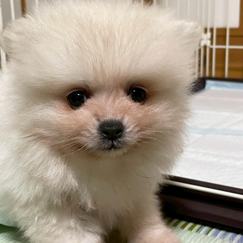 販売中の岩手県のポメラニアン-421441の2枚目