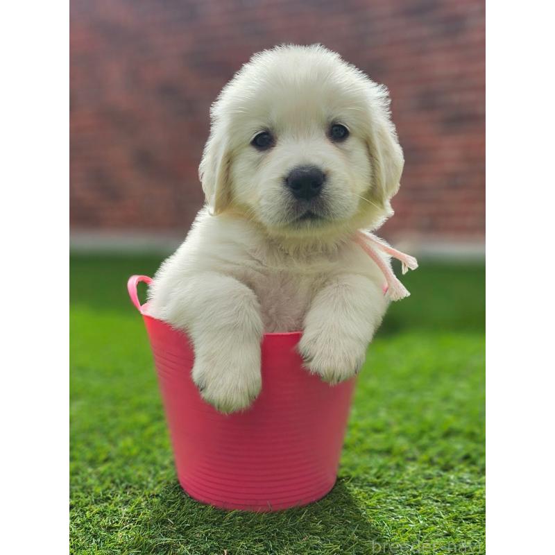 成約済の長野県のゴールデンレトリーバー-418571の6枚目