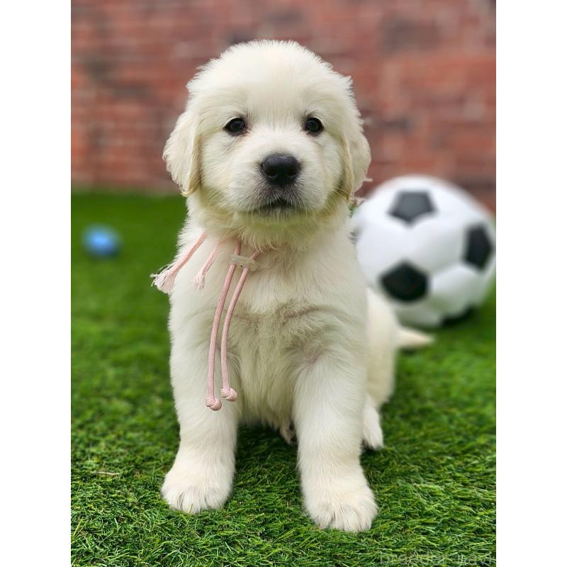 成約済の長野県のゴールデンレトリーバー-418571の4枚目