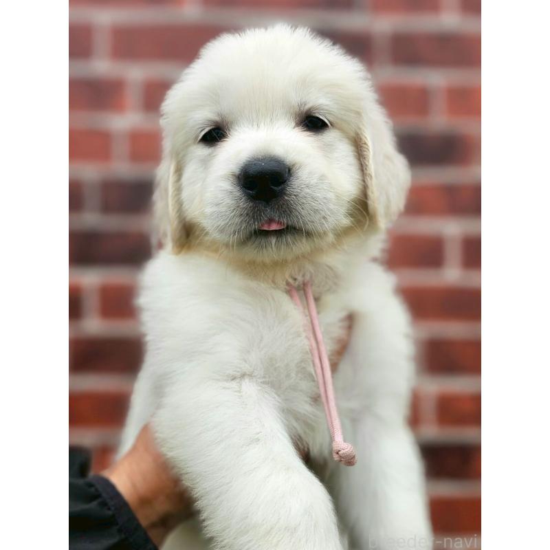 成約済の長野県のゴールデンレトリーバー-418571の3枚目