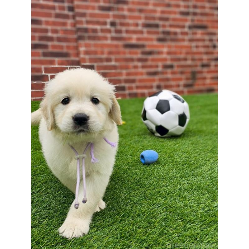 成約済の長野県のゴールデンレトリーバー-418569の6枚目