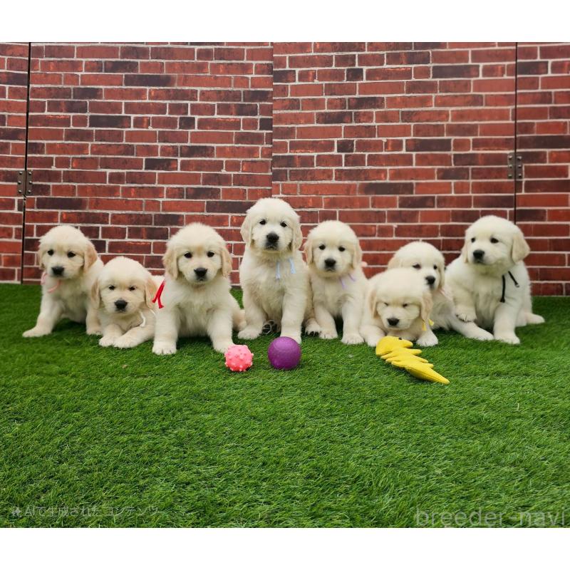 成約済の長野県のゴールデンレトリーバー-418569の5枚目