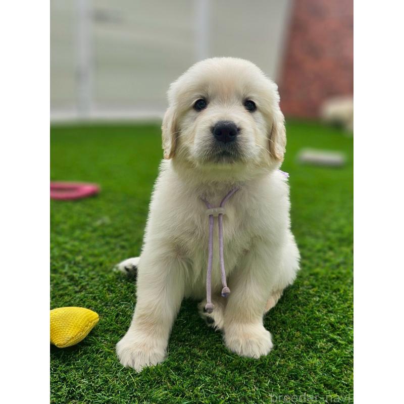 成約済の長野県のゴールデンレトリーバー-418569の4枚目