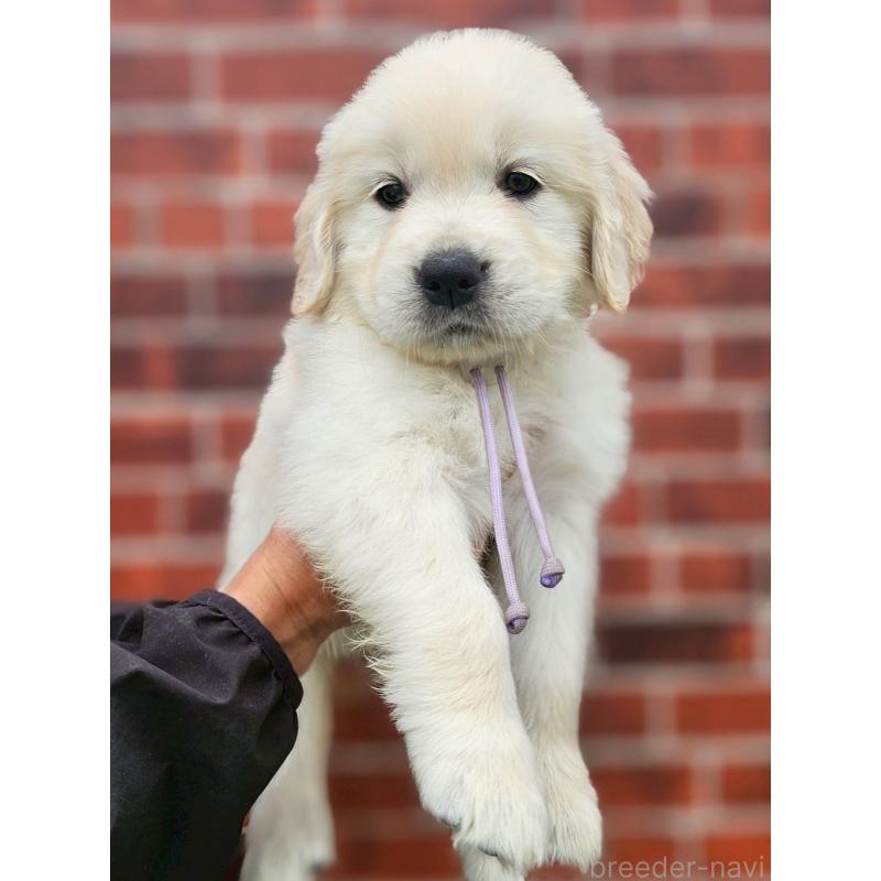 成約済の長野県のゴールデンレトリーバー-418569の3枚目