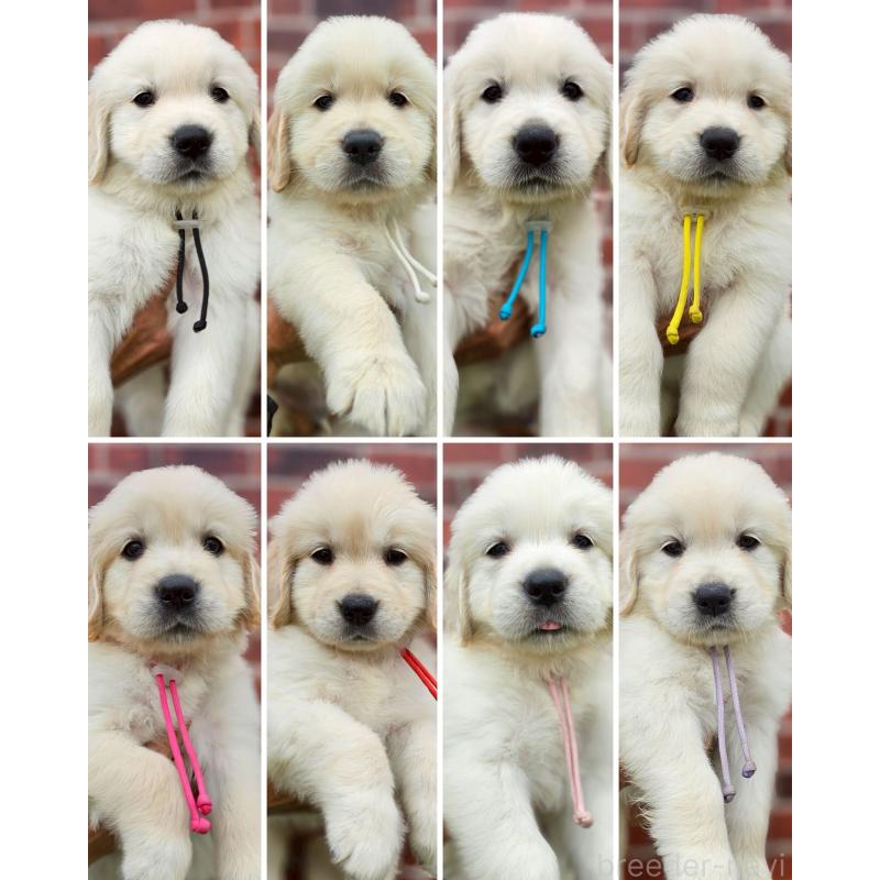 成約済の長野県のゴールデンレトリーバー-418569の2枚目