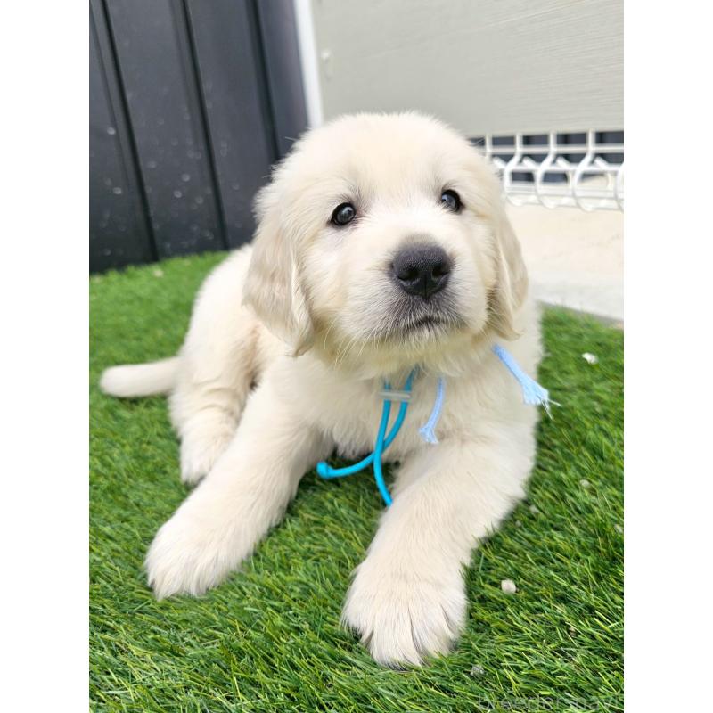 成約済の長野県のゴールデンレトリーバー-418567の5枚目