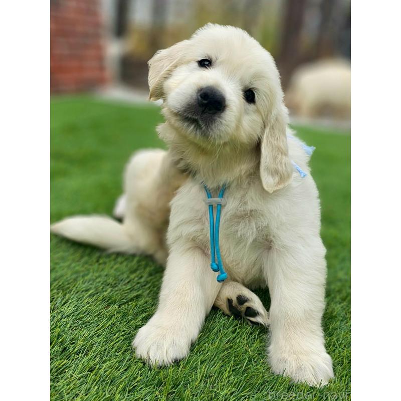 成約済の長野県のゴールデンレトリーバー-418567の4枚目