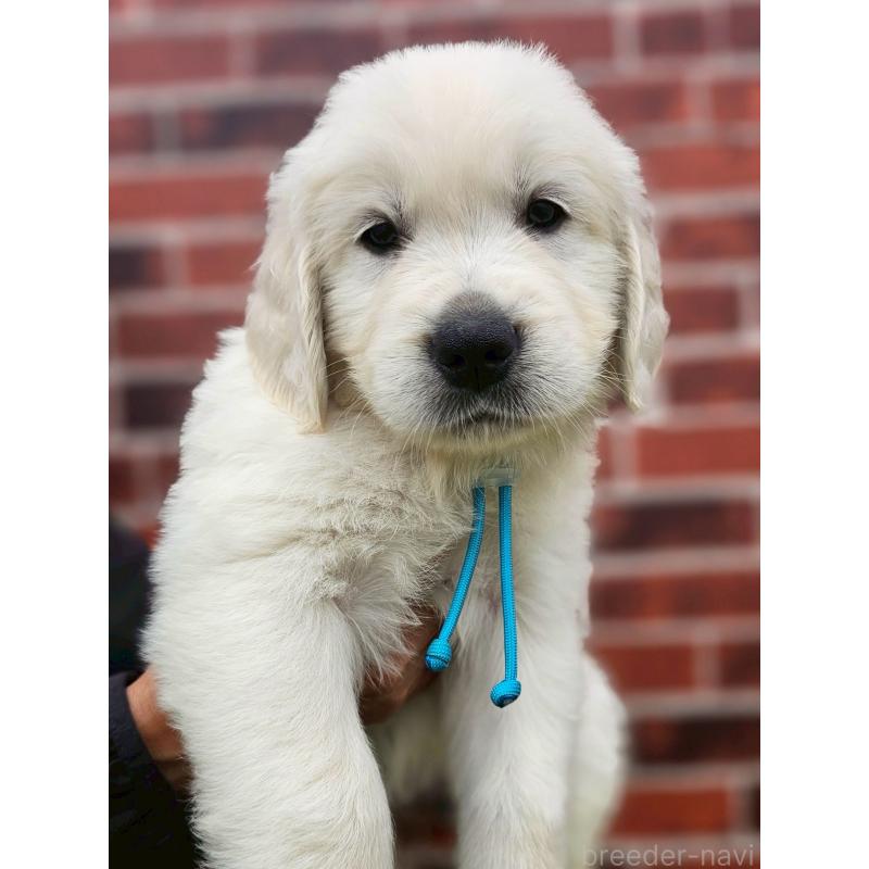 成約済の長野県のゴールデンレトリーバー-418567の3枚目