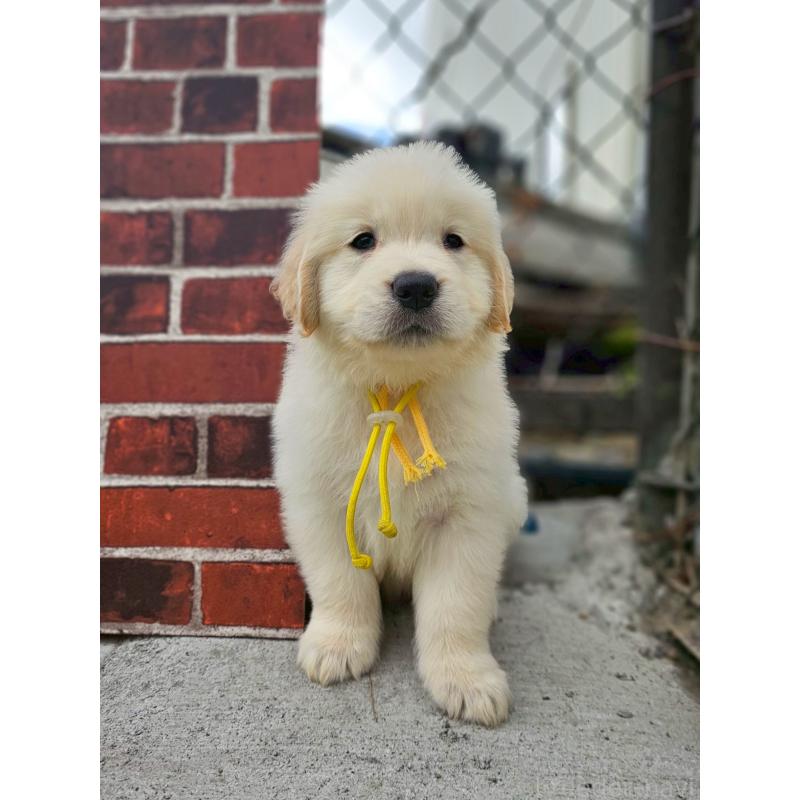 成約済の長野県のゴールデンレトリーバー-418568の5枚目