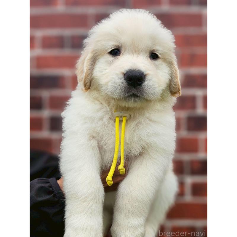 成約済の長野県のゴールデンレトリーバー-418568の3枚目