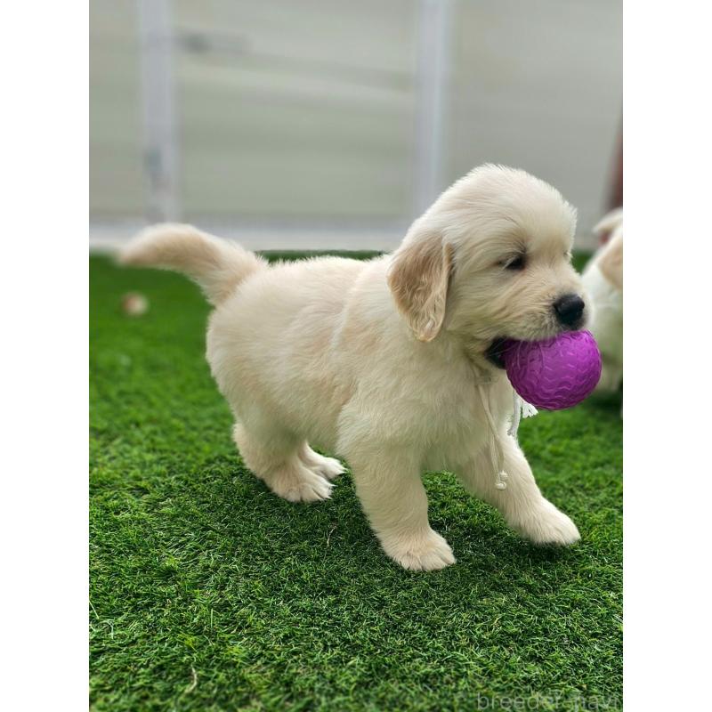 成約済の長野県のゴールデンレトリーバー-418565の6枚目