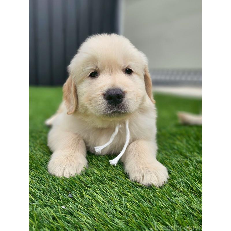 成約済の長野県のゴールデンレトリーバー-418565の5枚目