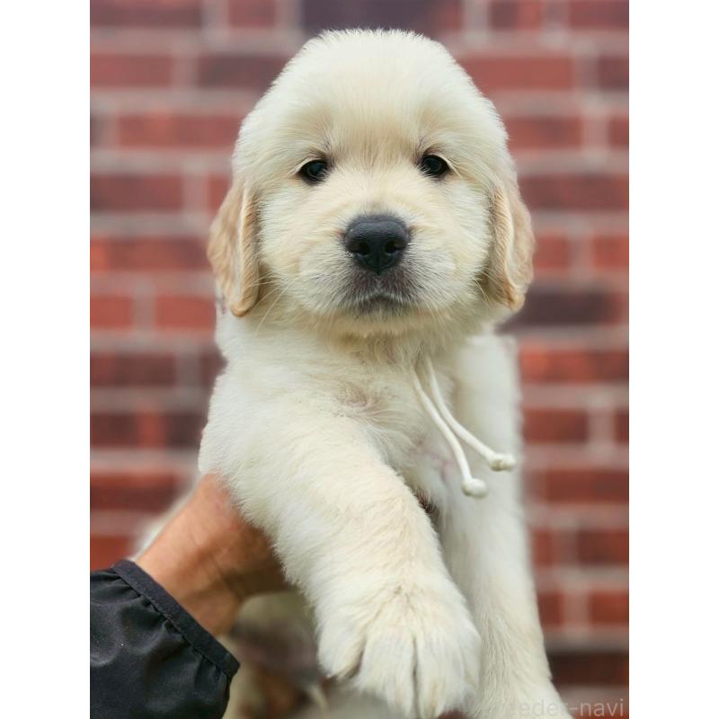 成約済の長野県のゴールデンレトリーバー-418565の3枚目