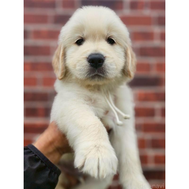 成約済の長野県のゴールデンレトリーバー-418565の1枚目