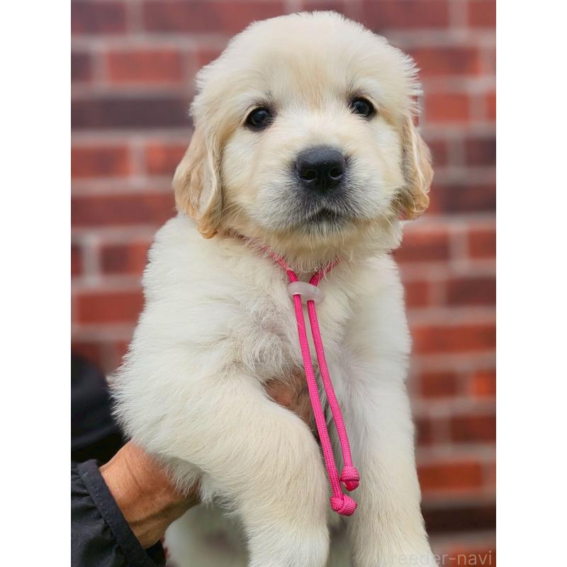 成約済の長野県のゴールデンレトリーバー-418570の3枚目