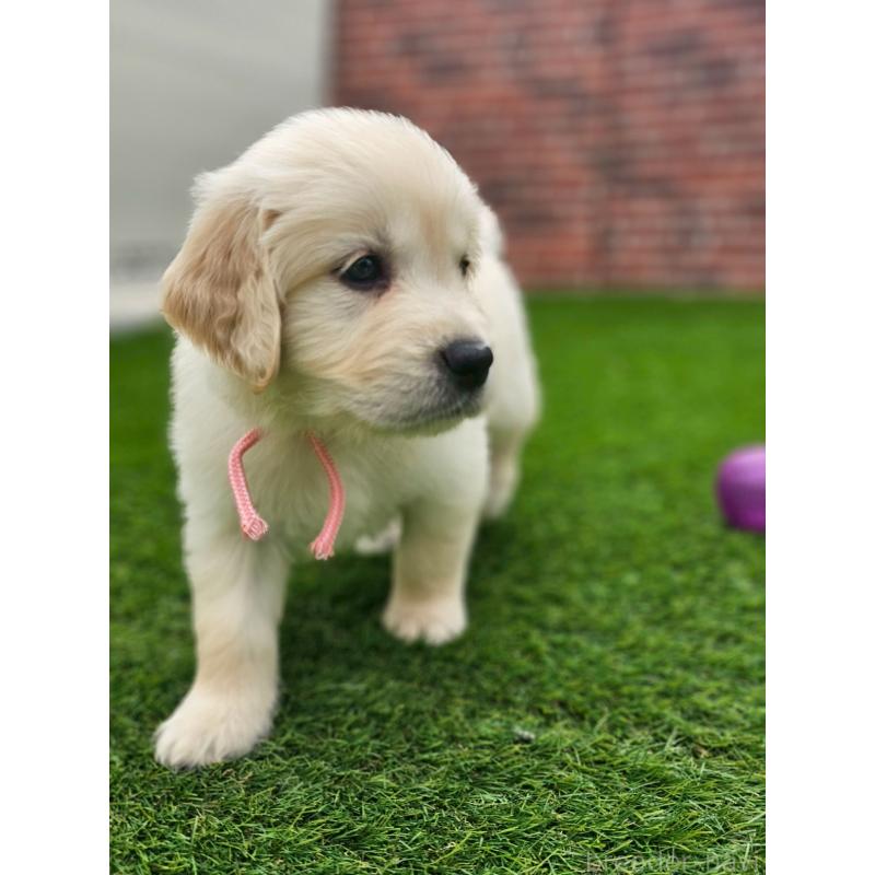 成約済の長野県のゴールデンレトリーバー-418570の2枚目