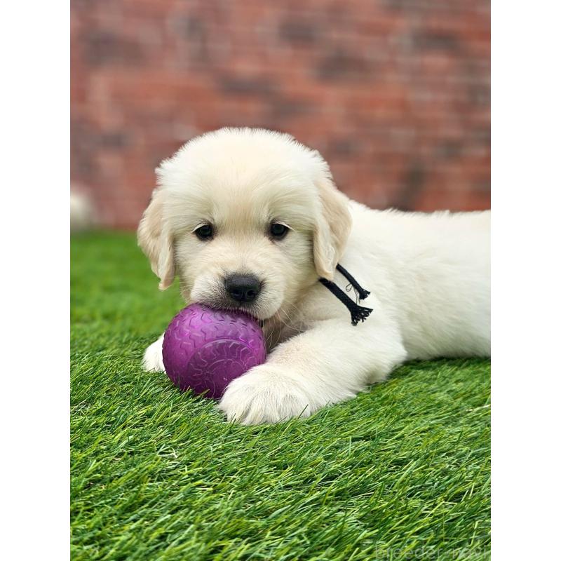 成約済の長野県のゴールデンレトリーバー-418563の5枚目