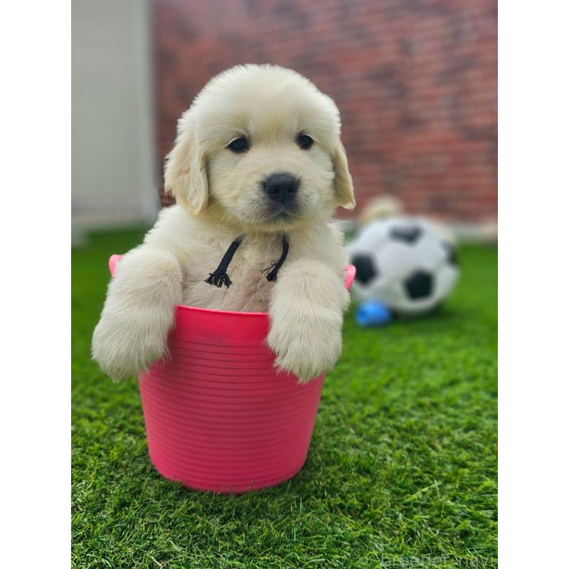 成約済の長野県のゴールデンレトリーバー-418563の4枚目