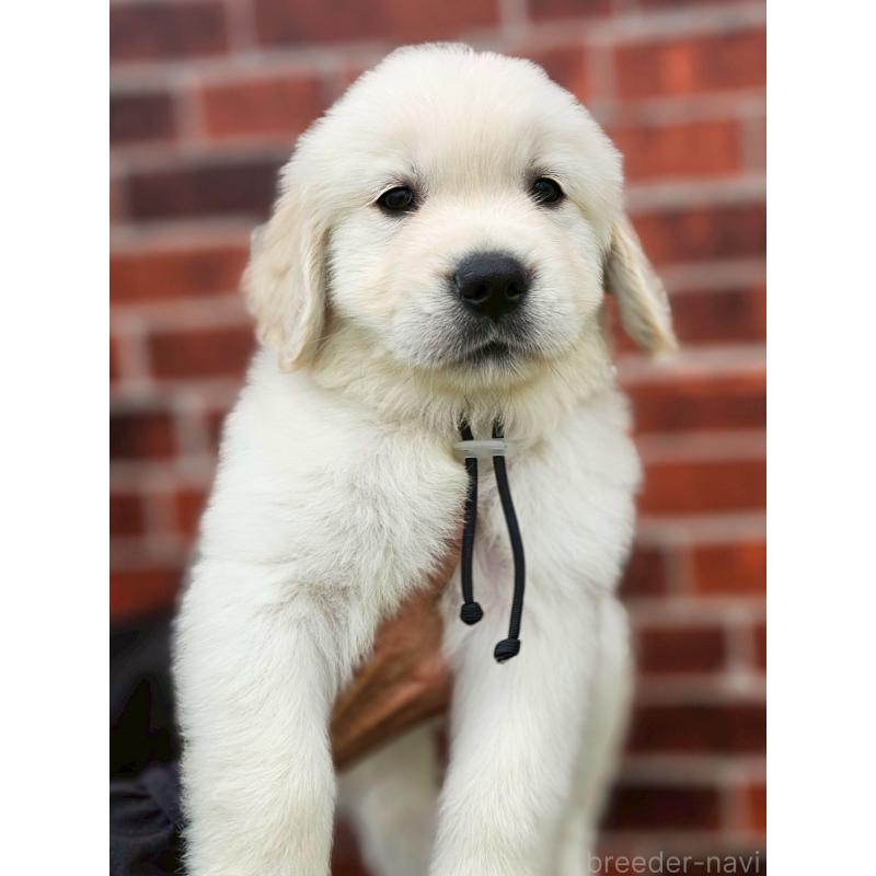 成約済の長野県のゴールデンレトリーバー-418563の1枚目