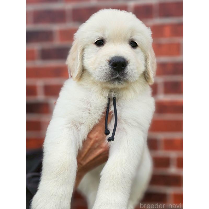 成約済の長野県のゴールデンレトリーバー-418563の3枚目