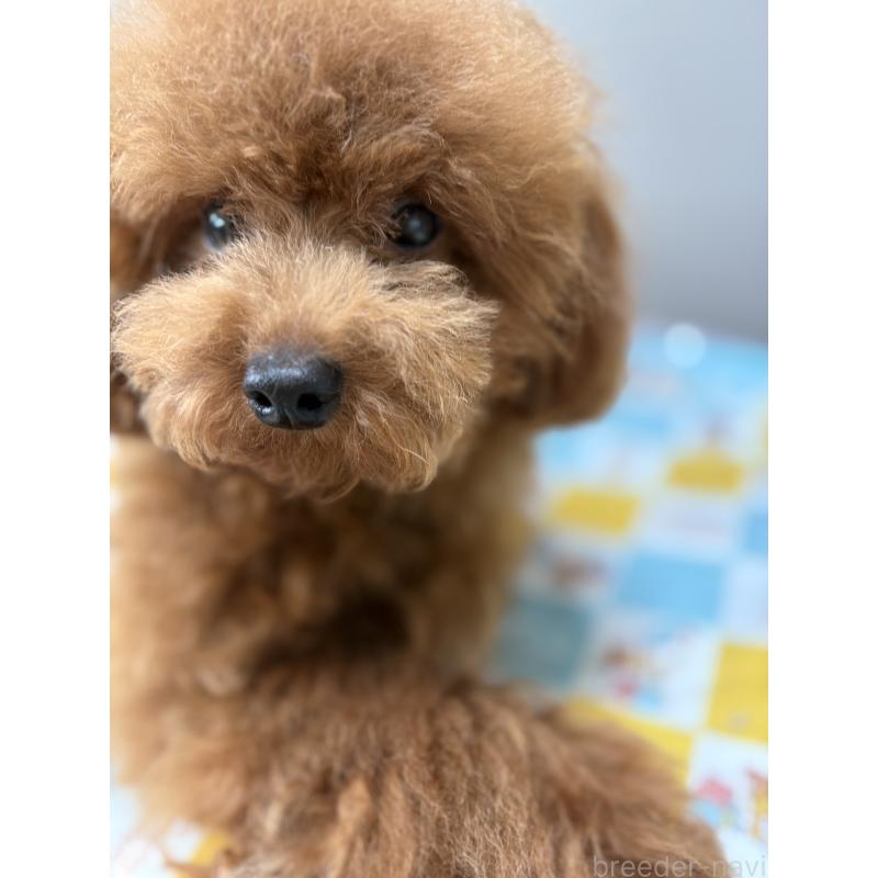 販売中の福岡県のタイニープードル-377537の2枚目