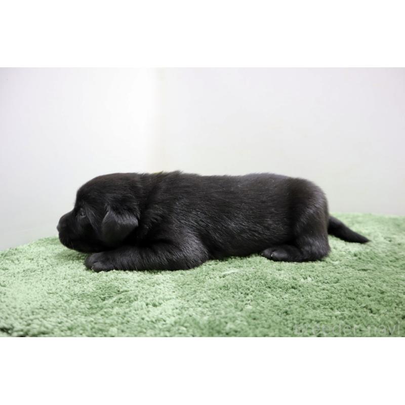 販売中の群馬県のラブラドールレトリーバー-421444の3枚目