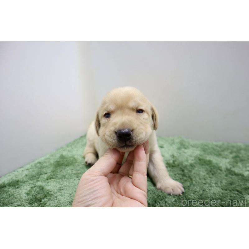 販売中の群馬県のラブラドールレトリーバー-421446の6枚目
