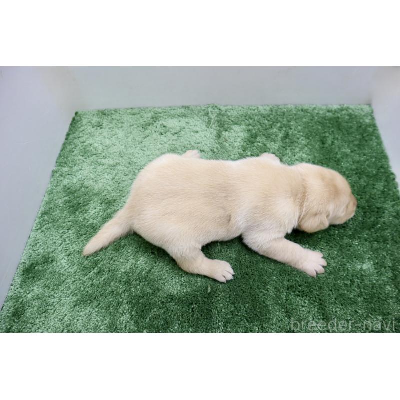 販売中の群馬県のラブラドールレトリーバー-421446の3枚目
