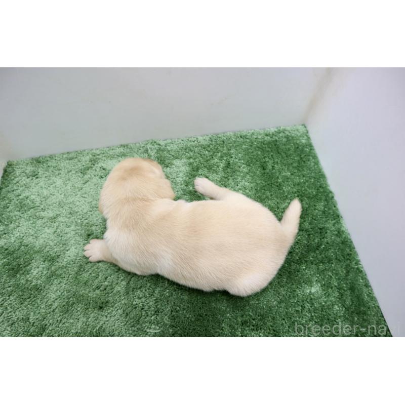販売中の群馬県のラブラドールレトリーバー-421446の2枚目