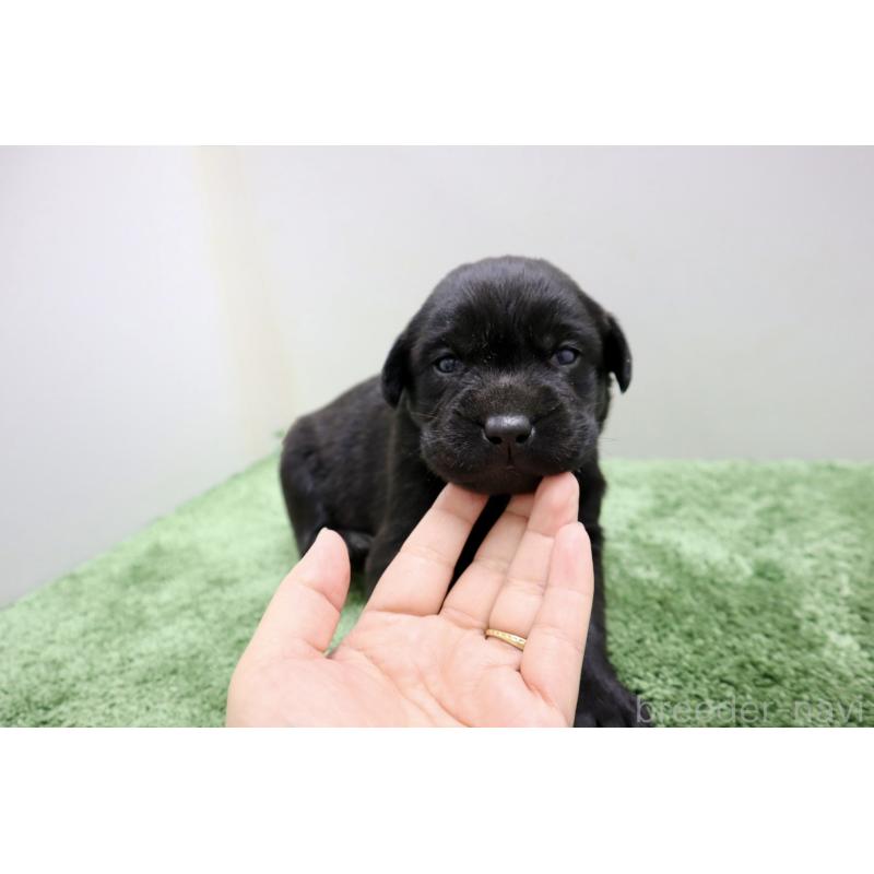 販売中の群馬県のラブラドールレトリーバー-421447の6枚目