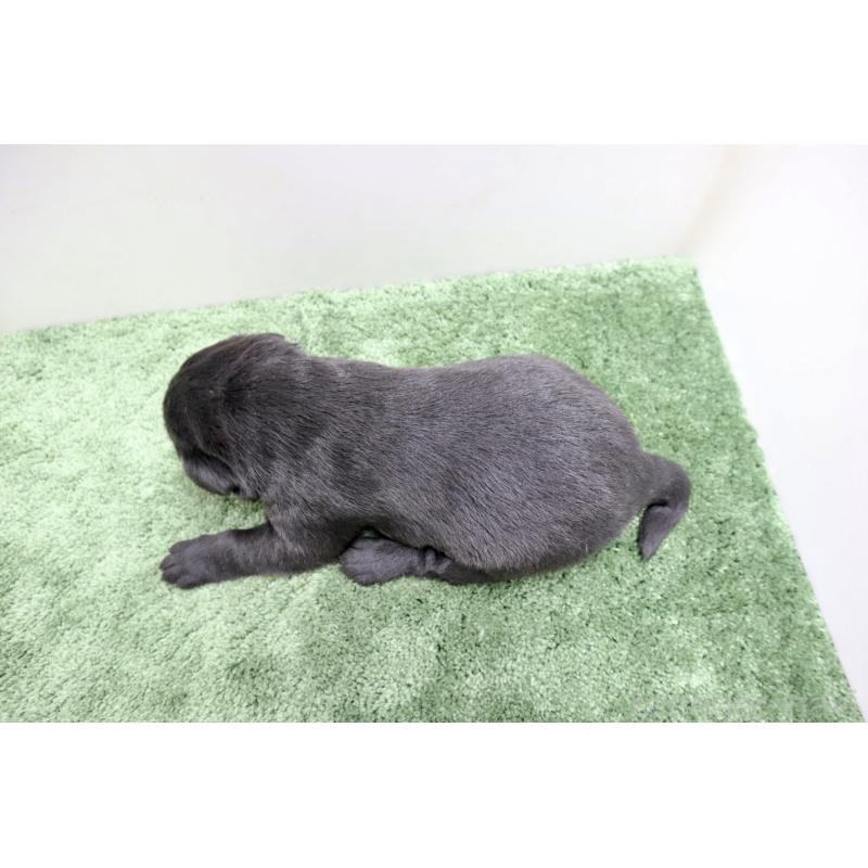 販売中の群馬県のラブラドールレトリーバー-421447の2枚目