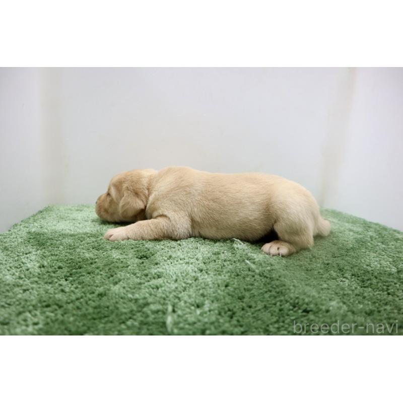 販売中の群馬県のラブラドールレトリーバー-421449の4枚目