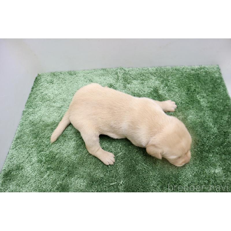 販売中の群馬県のラブラドールレトリーバー-421449の3枚目