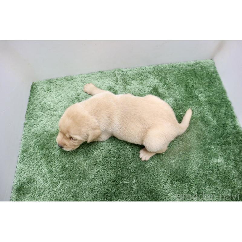 販売中の群馬県のラブラドールレトリーバー-421449の2枚目